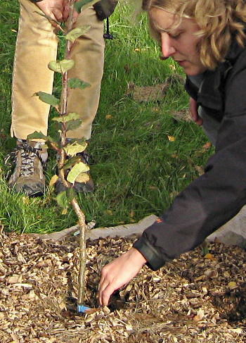 Tree planting