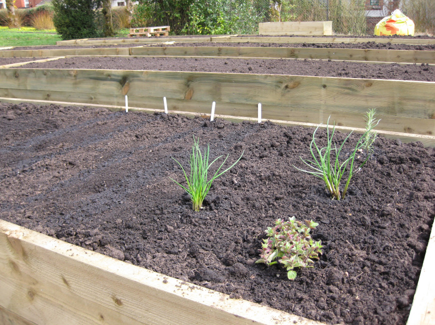 Newly planted vegetables 